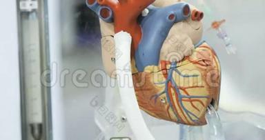 人工<strong>血液循环</strong>，人`人工心脏，心脏模型。 捐助者之心